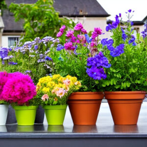 Flowe pots on Terrace Garden